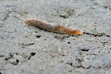 A grey field slug crawling on wet dirt