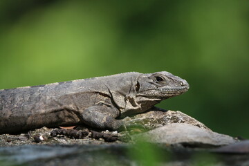 Ctenosaura similis, Iguana Negra de Cola Espinosa, Common Spiny-tailed Iguana