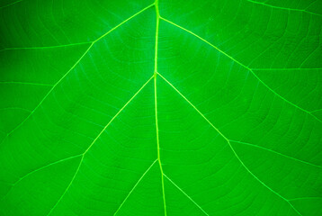 Fototapeta na wymiar close up of green leaf texture. leaves green leaf texture for background. line of green leaf texture. Green Leaf texture pattern for spring background.