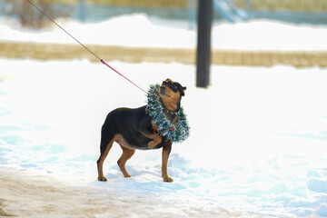 a small dog freezes on the street in winter in the snow at Christmas