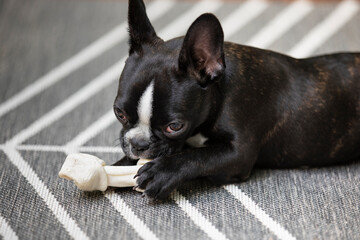 French Bulldog Puppy with Bone