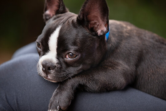 Adorable French Bull Dog Puppy On Lap