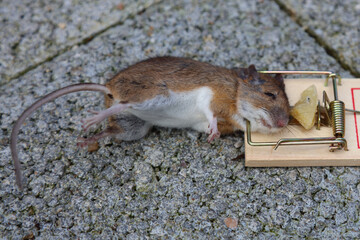 Gelbhalsmaus / Yellow-necked mouse / Apodemus flavicollis..