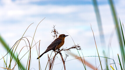 bird on the grass in the Everglades