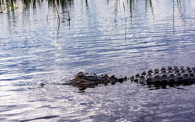 American alligator in the Florida Everglades