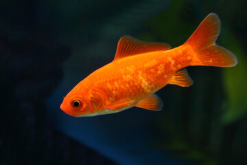 Goldfisch / Goldfish / Carassius auratus