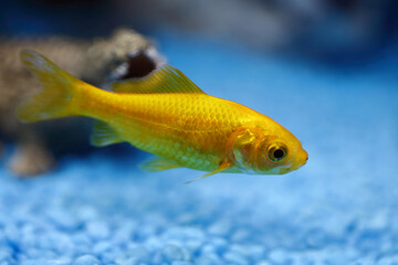 Goldfisch / Goldfish / Carassius auratus