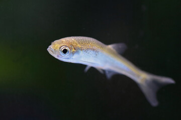 Fototapeta premium Moderlieschen / Sunbleak / Leucaspius delineatus