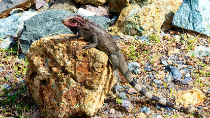 iguana on the rocks near the harbor in Charlotte Amalie, USVI
