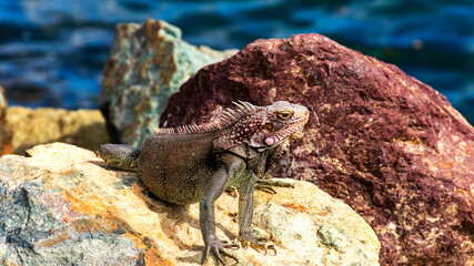 iguana on the rocks near the harbor in Charlotte Amalie, USVI
