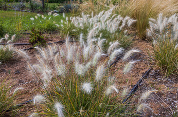 Gorgeous green plant with light crown. Greece nature. Wonderful background.