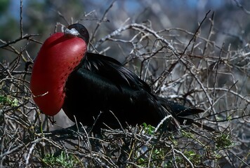 Fototapeta premium Magnificent frigatebird