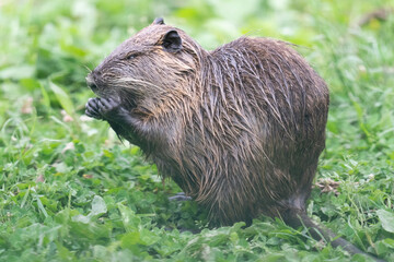 The nutria (Myocastor coypus)