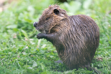 The nutria (Myocastor coypus)