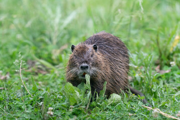 The nutria (Myocastor coypus)