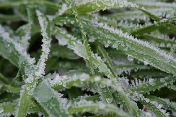 Green wildflowers covered with frost. A change in the weather.