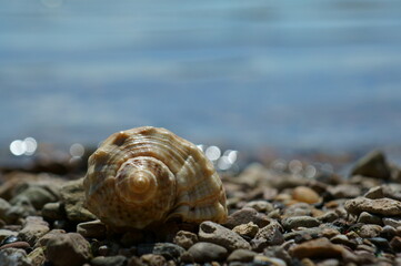 Seashell on the river bank. The background image.