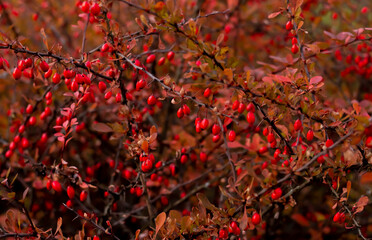 Red barberry on a branch with green leaves. Beautiful background