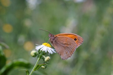 A butterfly on a field flower. Large-eyed yellow-brown.