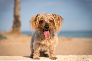 Naklejka na ściany i meble Cute Yorkshire terrier dog at beach in summer with tongue out heated doggy