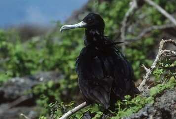 Magnificent frigatebird