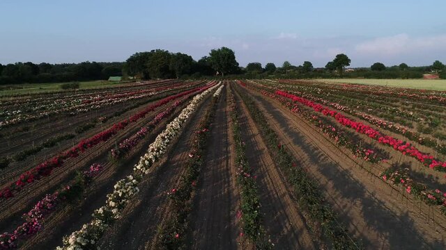 Rosen auf einem Feld in verschiedenen Farben, aufgenommen mit einer Drohne