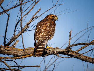 red tail hawk
