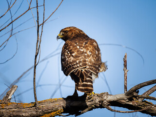red tail hawk