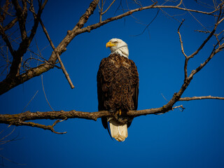 Bald Eagle