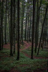 Fototapeta premium Black Forest