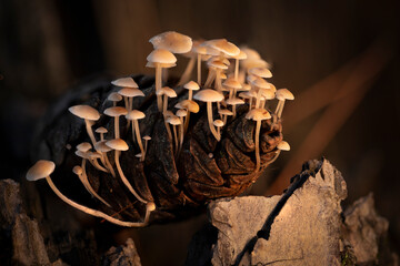 Close up beautiful bunch mushrooms color light in the tree background texture. Macro Photography View.