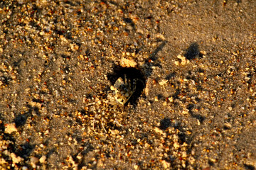 a ghost crab before its hold on the sand beach