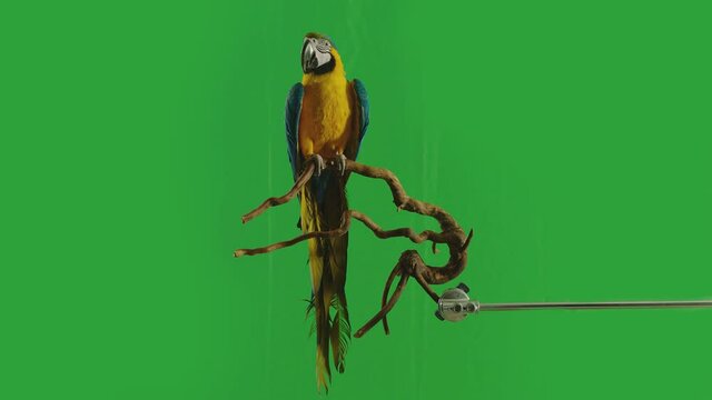 Blue and Yellow parrot macaw ( Ara Ararauna ) flying or standing on branch on green screen background . Shot on ARRI Alexa cinema camera in Slow Motion .