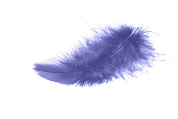 Violet fluffy feather flying isolated on white background. Demonstration of  trendy color 2022 Very Peri