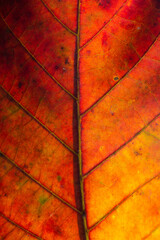 Abstract red striped of foliage from nature, detail of leaf textured background