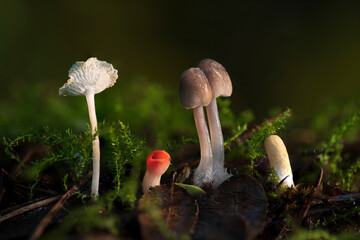 Close up beautiful bunch mushrooms color light in the tree background texture. Macro Photography View.