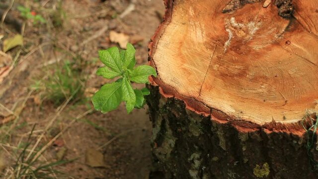  green sprout has grown on a stump of a sawn tree, close-up camera in motion