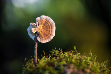 Close up beautiful bunch mushrooms color light in the tree background texture. Macro Photography View.