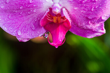 Close up view of purple orchid with drops of water