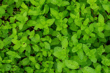 Close up mint leaves plant grow in organic vegetable garden