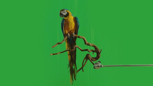 Poll-Parrot Images – Browse 179 Stock Photos, Vectors, and Video ...
