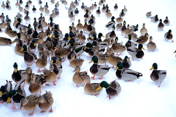 Ducks in the winter in the snow
