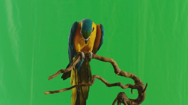 Blue and Yellow parrot macaw ( Ara Ararauna ) flying or standing on branch on green screen background . Shot on ARRI Alexa cinema camera in Slow Motion .