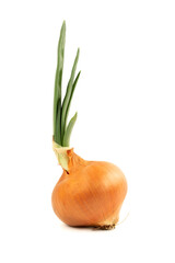 Onion