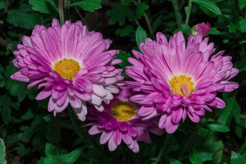 Pink flowers Korean Chrysanthemum (Latin: Chrysanthemum koreanum) close-up. Flowers on a background of green leaves. Selective focus.