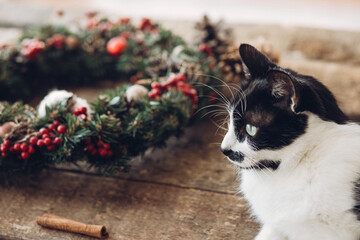 Cute black and white cat near Christmas wreath, adorable pet helper getting ready to celebrate...