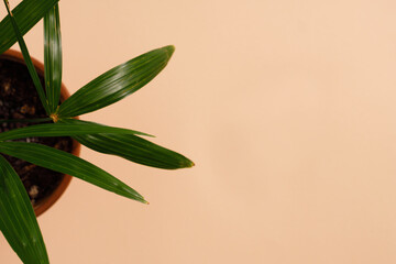 a small palm tree in a terracotta pot on a beige background. Minimalism.