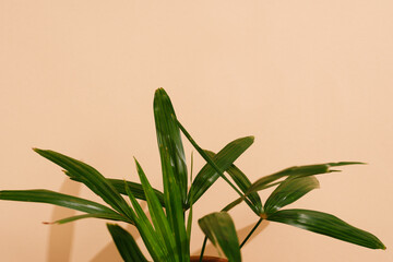 a small palm tree in a terracotta pot on a beige background. Minimalism.