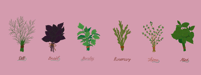 set of aromatic herbs for cooking with names . Vector icons of fresh spices, seasonings.