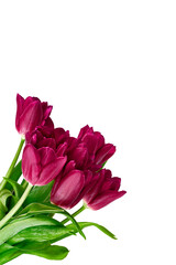 Bouquet with beautiful red tulips on white isolated, mockup for greeting card on Valentines Day or Mothers Day.